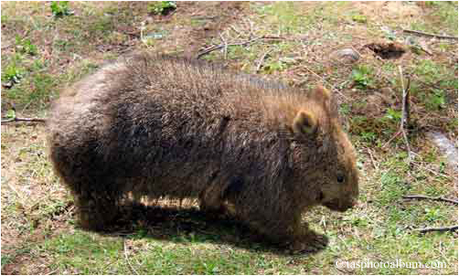 wombat at Tasmania Zoo